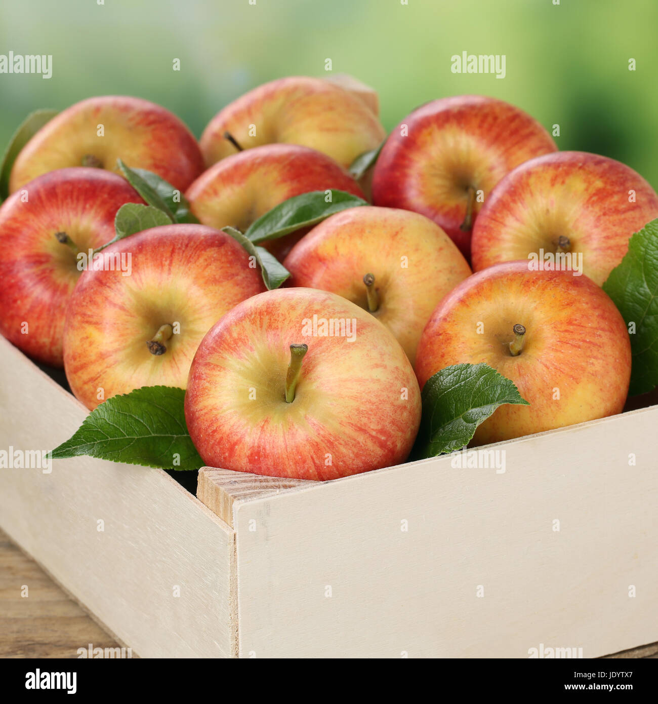 Frisch gepflückte Äpfel in Holzkiste bei der Ernte im Herbst Foto Stock