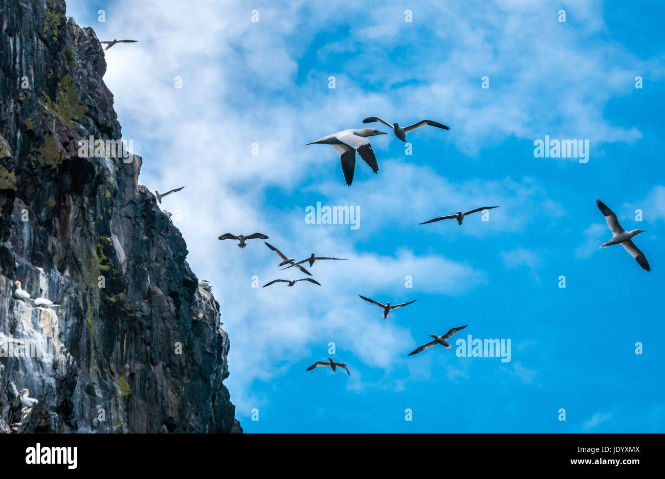 Gannets settentrionali, Morus faganus volare intorno a Bass Rock, Firth of Forth, Scozia, Regno Unito, la più grande colonia di gannetti settentrionali Foto Stock