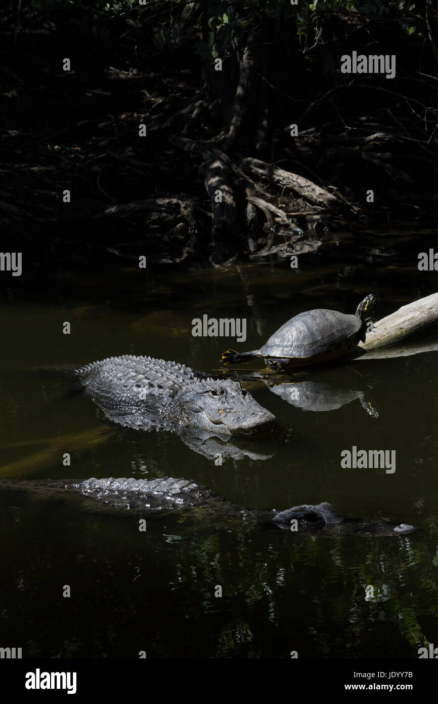 Alligatori (Alligator mississippiensis) e tartaruga (Pseudemys concinna floridana) di appoggio, nuoto, Big Cypress National Preserve, Florida, Stati Uniti d'America Foto Stock