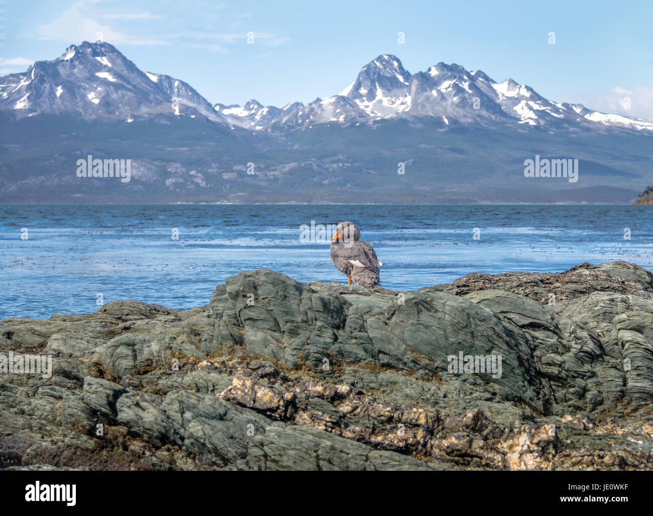 Flightless Steamer-Duck e montagne a Tierra del Fuego National Park in Patagonia - Ushuaia, Tierra del Fuego, Argentina Foto Stock