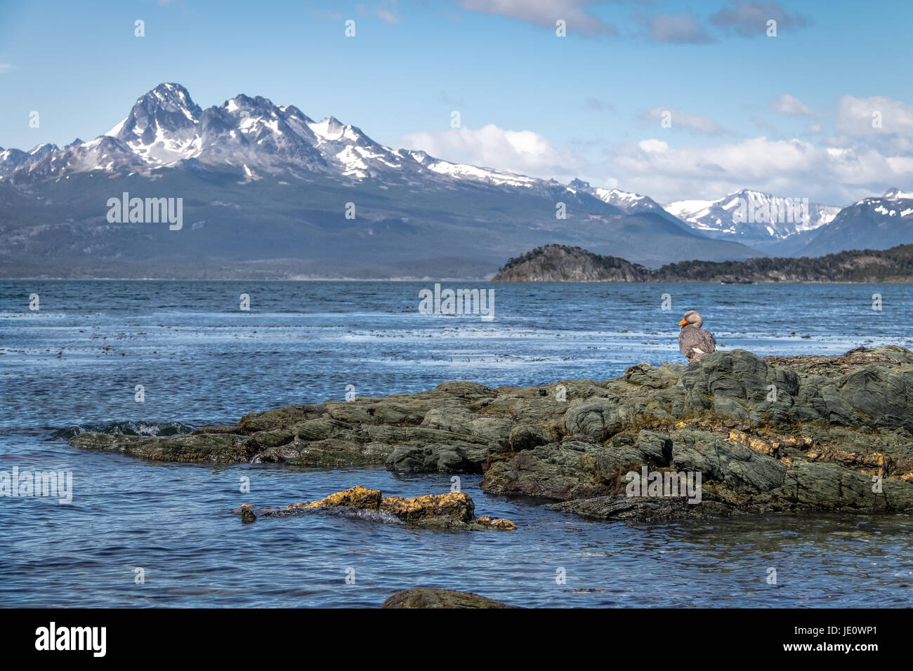 Flightless Steamer-Duck e montagne a Tierra del Fuego National Park in Patagonia - Ushuaia, Tierra del Fuego, Argentina Foto Stock