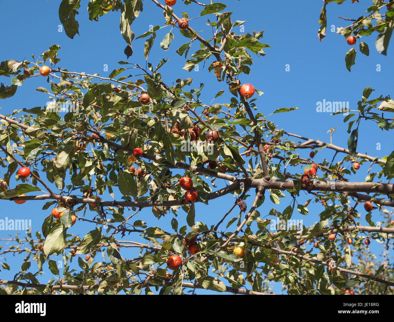 Tree Top oltre il cielo blu in un parco urbano Foto Stock
