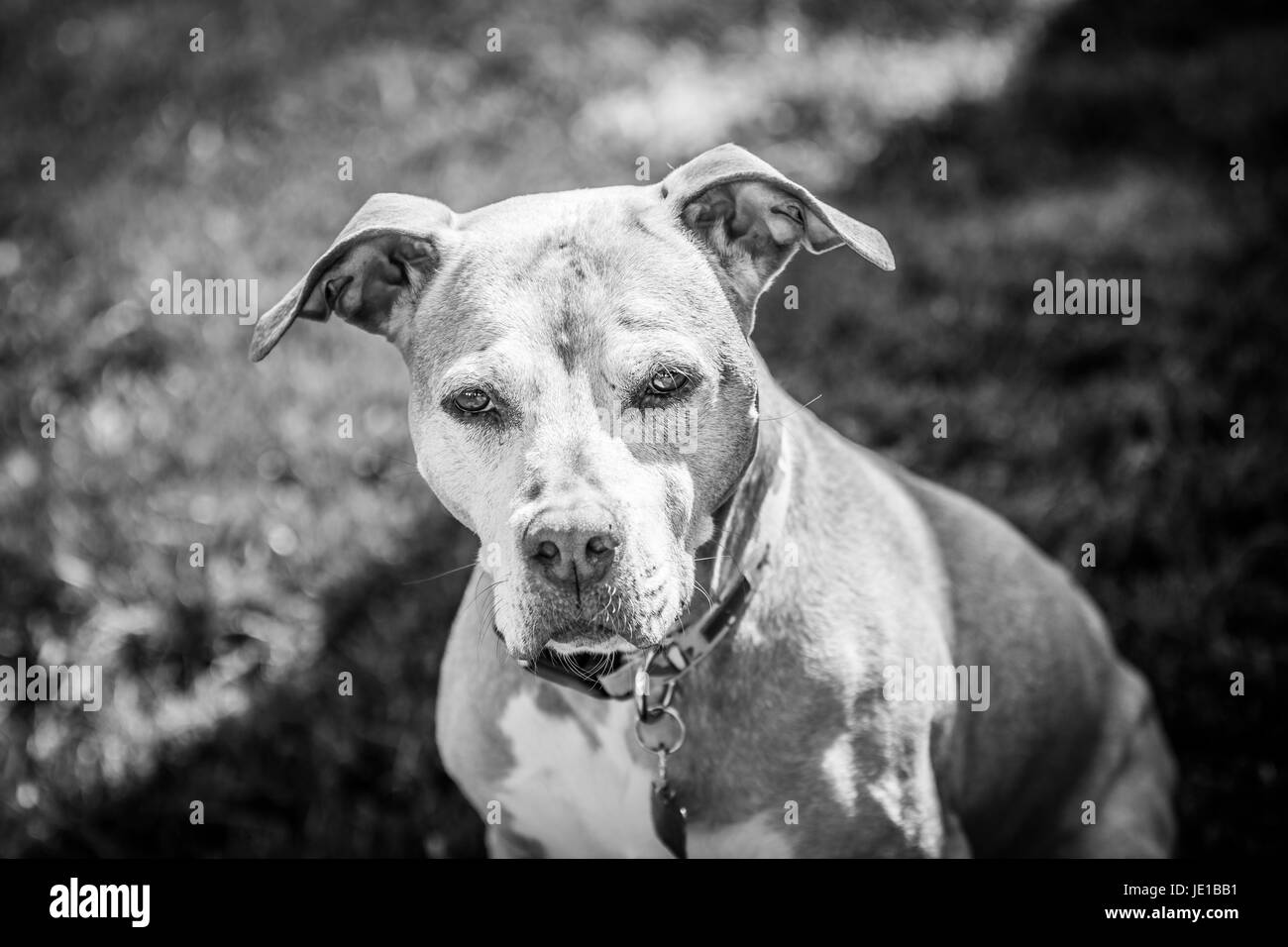 Faccia gravi, cuore gigante Foto Stock