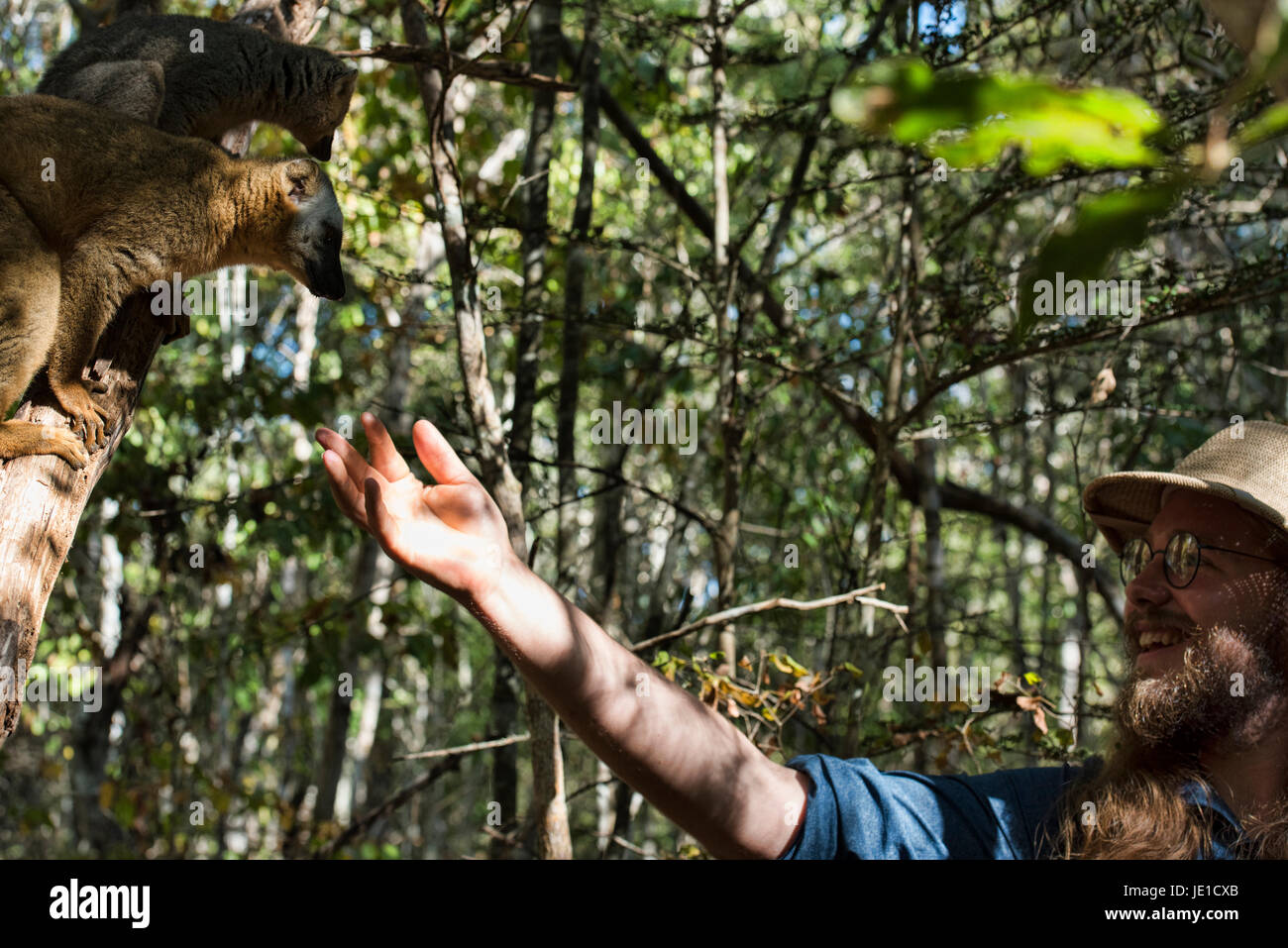 Curioso dei lemuri marrone (il Eulemur fulvus), Kirindy National Park, Madagascar Foto Stock