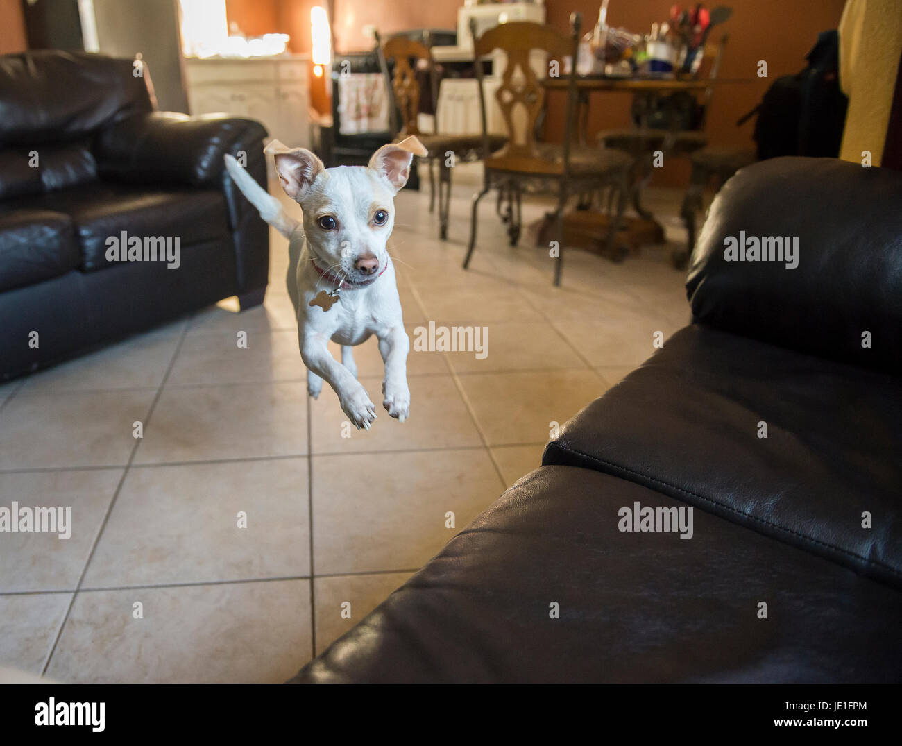 Piccolo Cane jumping all'interno di casa sul divano a due posti Foto Stock