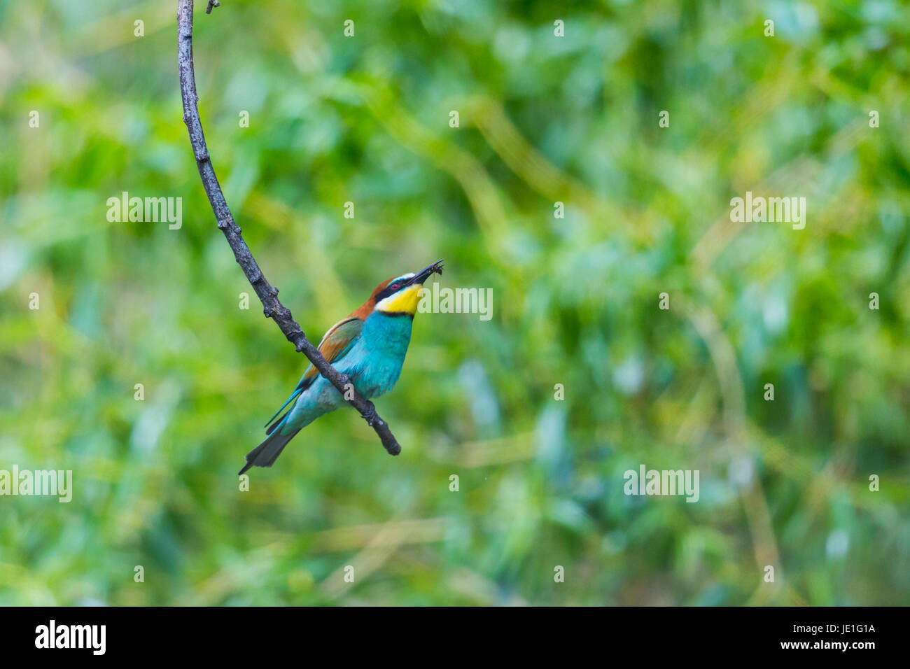 Naturale europeo gruccione bird (Merops apiaster) seduto sul ramo con insetto nel becco Foto Stock