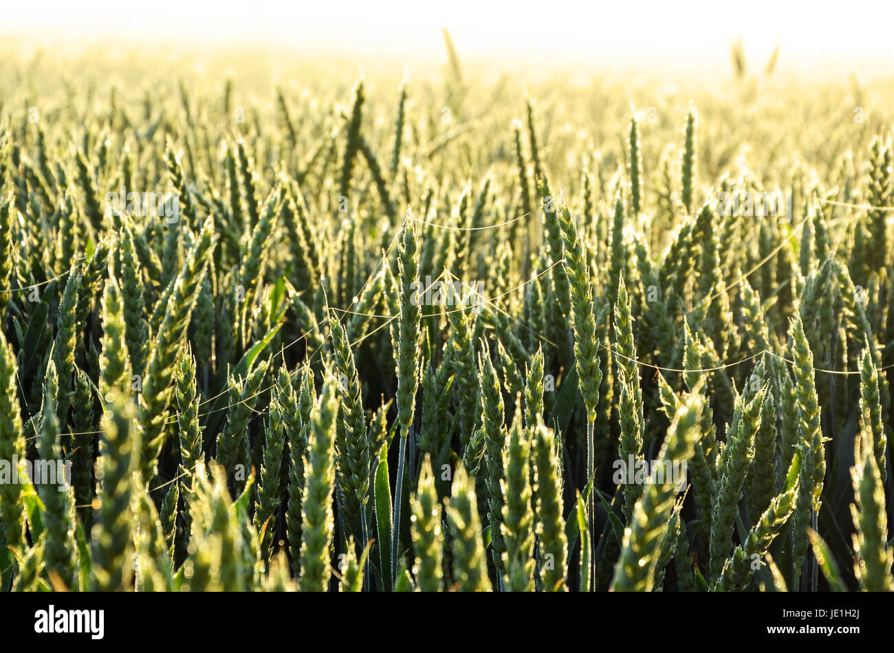 Green cornfields presso sunrise, Baviera, Germania Foto Stock