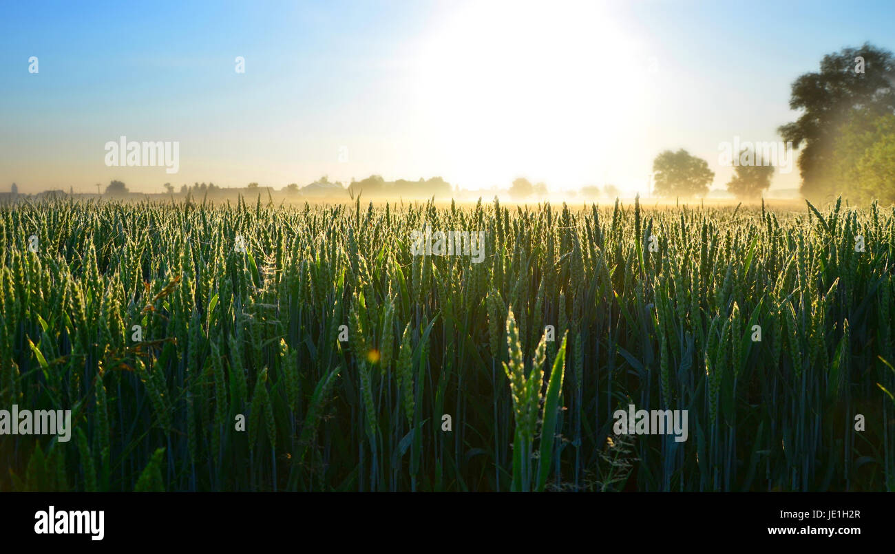 Green cornfields presso sunrise, Baviera, Germania Foto Stock