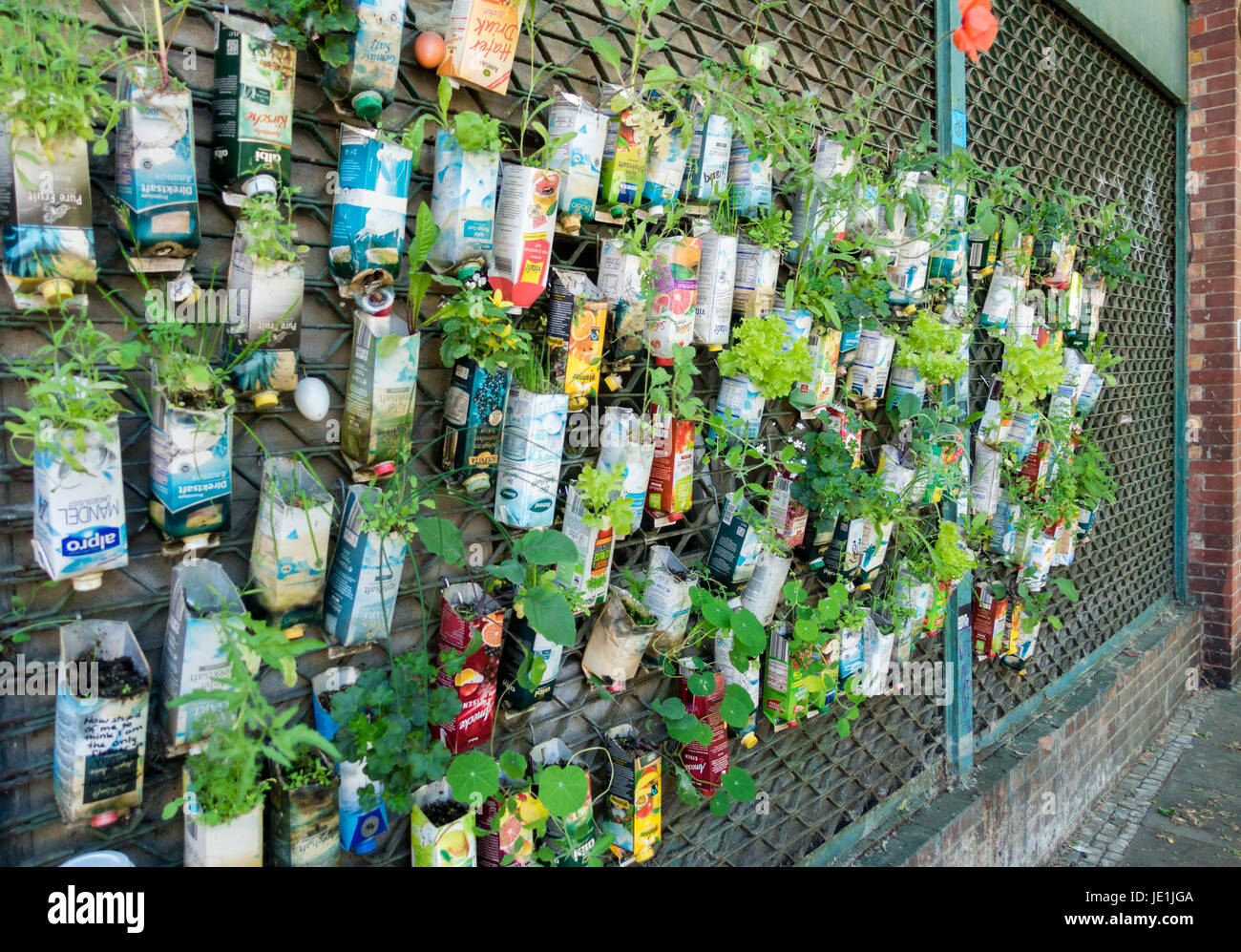 BERLINO, GERMANIA - 2 giugno 2017: Vecchi cartoni per bevande utilizzati come vasi per piante. Ambiente urbano di giardinaggio nella città di Berlino. Foto Stock