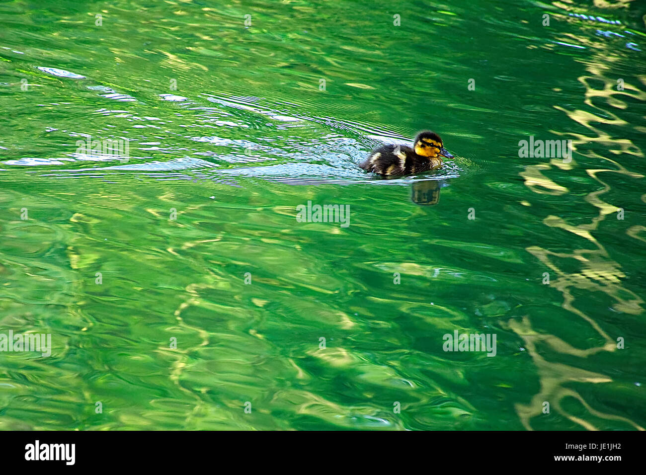 Carino,fluffy anatroccolo in verde acqua di Westport lago,Stoke on Trent, Staffordshire, Regno Unito.Primavera Uk,Uk natura.un anatroccolo. Foto Stock