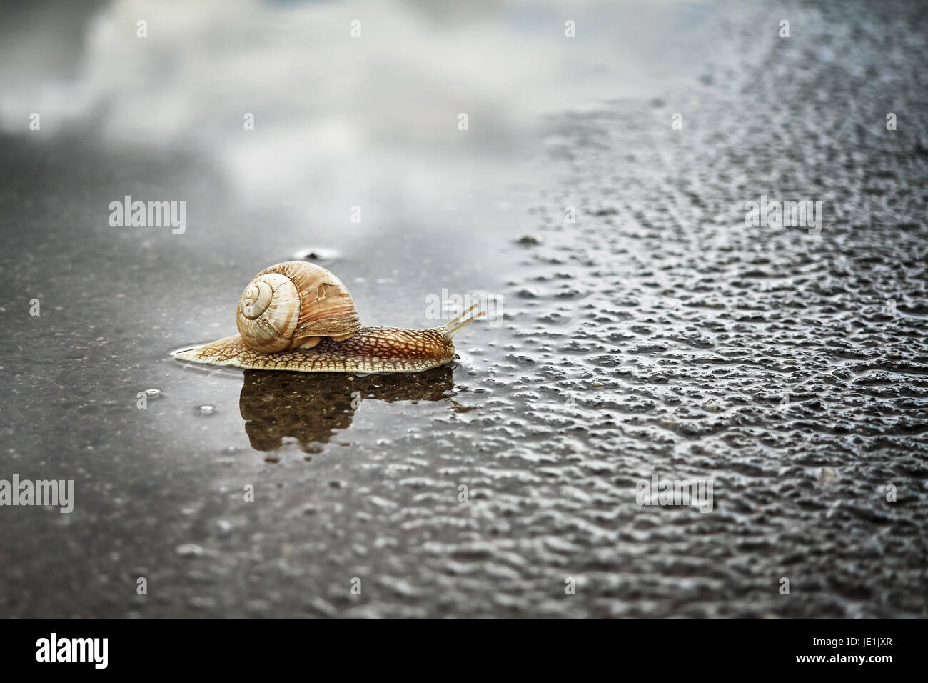 Lumaca attraversa strada bagnata dopo la pioggia, la profondità di campo. Foto Stock