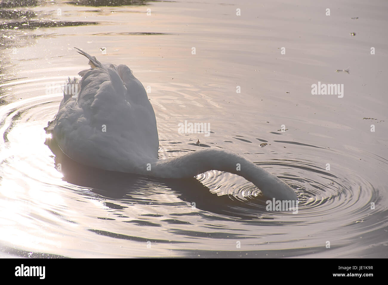 Swan nuoto in stagno durante il tramonto. Foto Stock