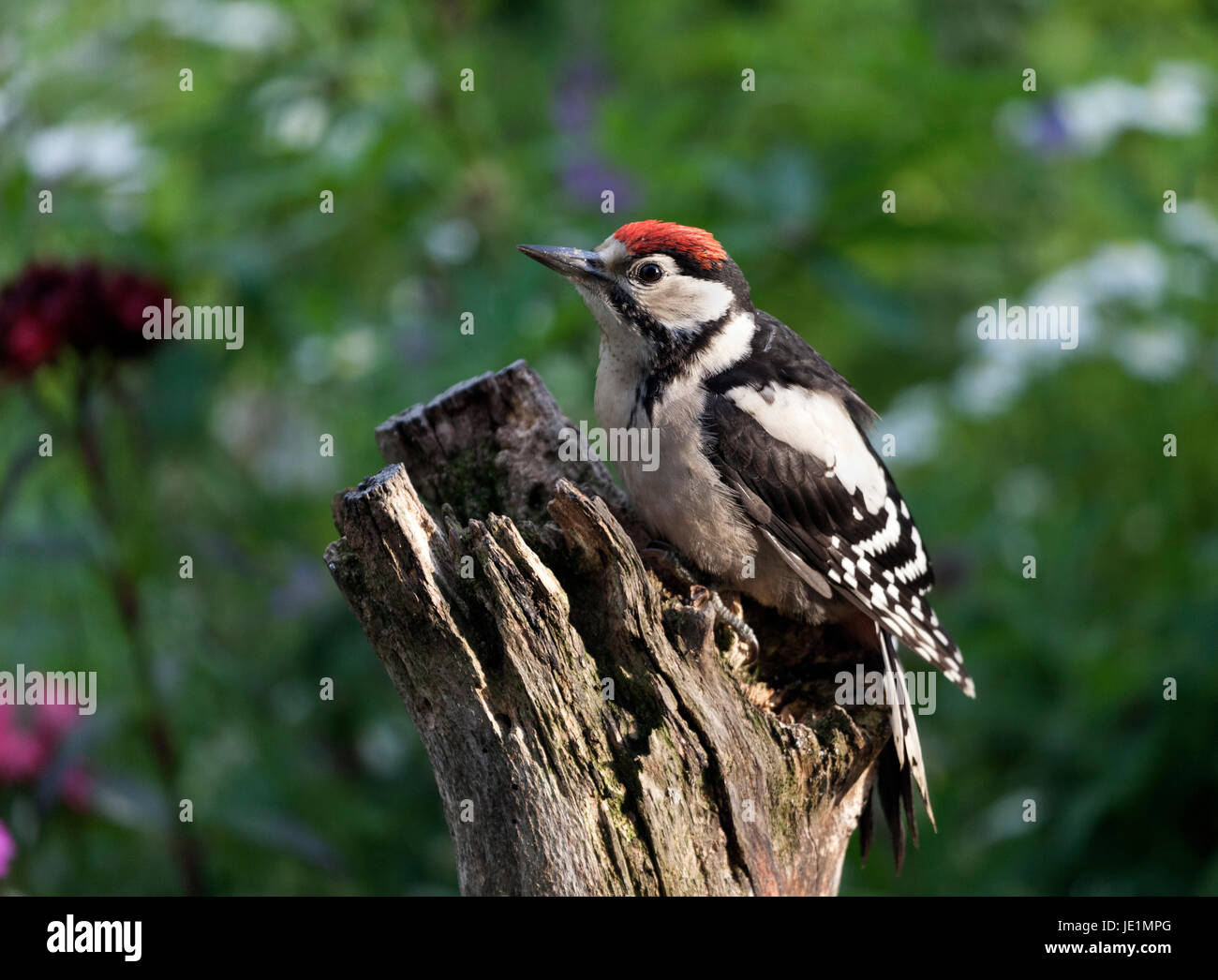 Il novellame di Picchio rosso maggiore Dendrocopos major UK Foto Stock Il novellame di Picchio rosso maggiore Dendrocopos major UK Foto Stock