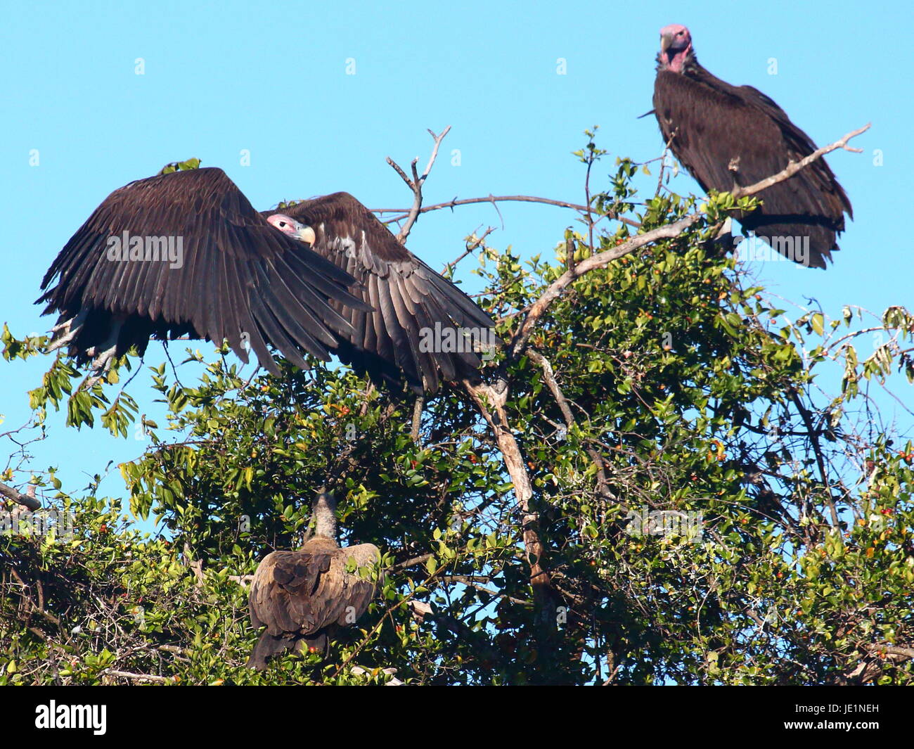 Falda di fronte-avvoltoio, Torgos tracheliotus, Bangweulu zone umide, Zambia Foto Stock