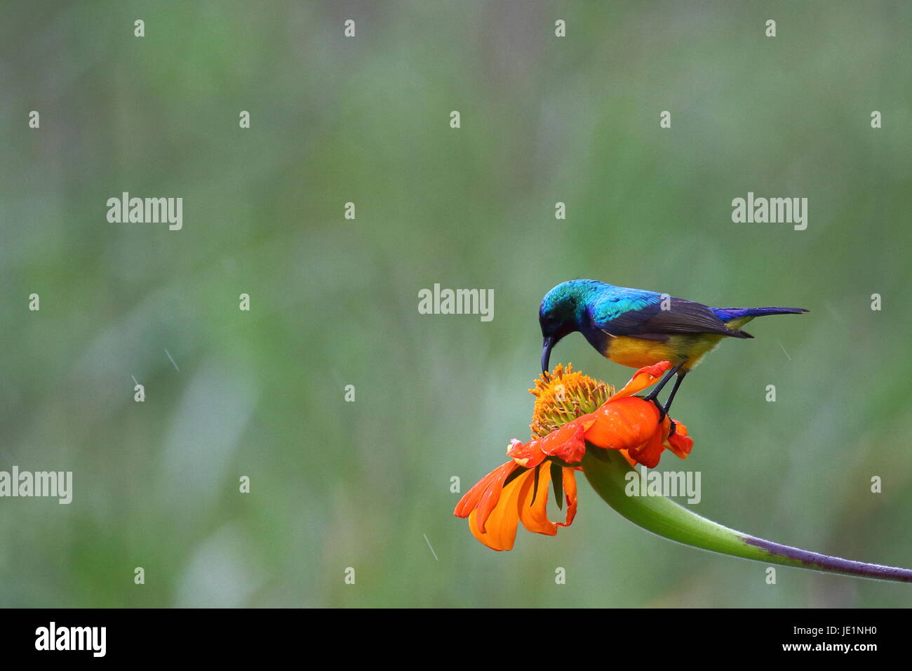 A becco giallo Sunbird, Nectarinia venusta, Lusaka, Zambia, Sud Africa Foto Stock