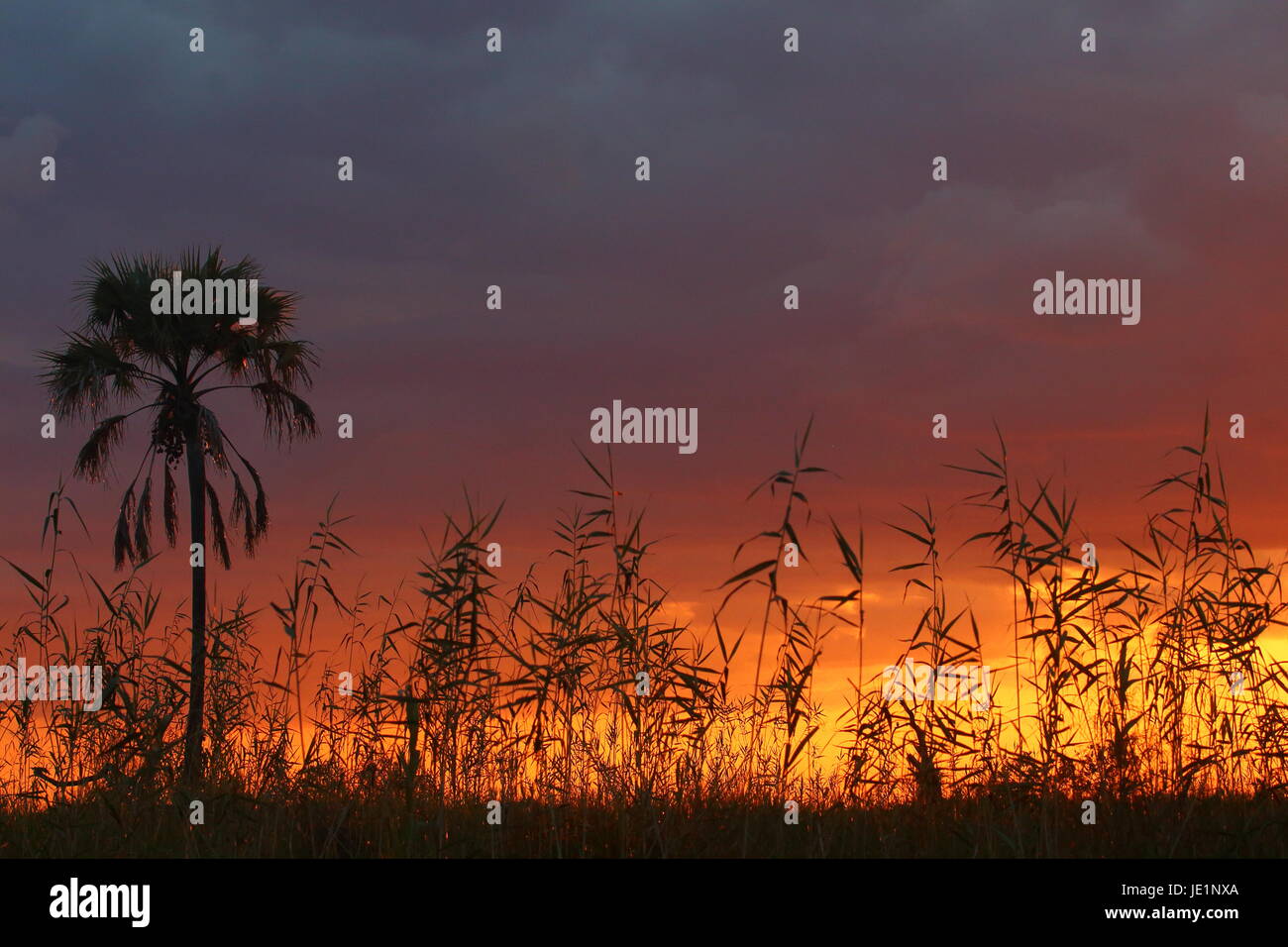 Tramonto in Lochinvar National Park, Zambia Foto Stock