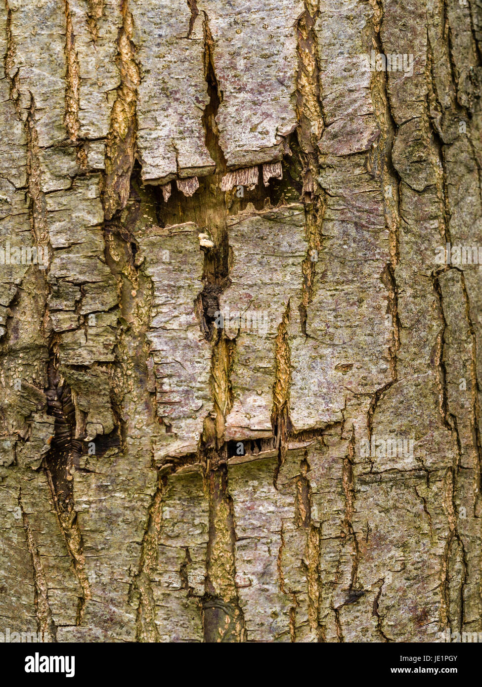 Struttura di corteccia di albero, motivo di sfondo in formato ritratto. Foto Stock