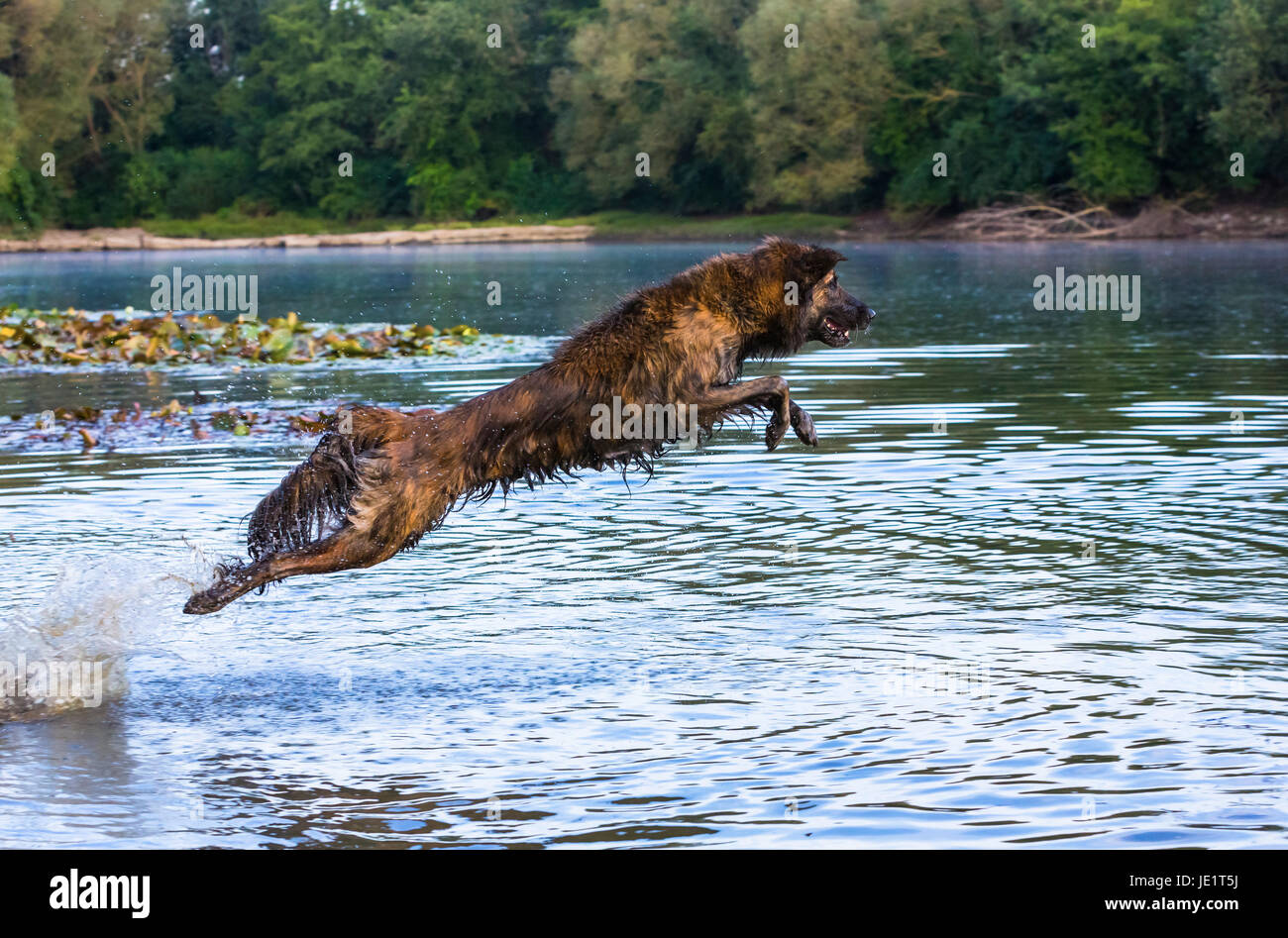 Hund springt in einen vedere Foto Stock
