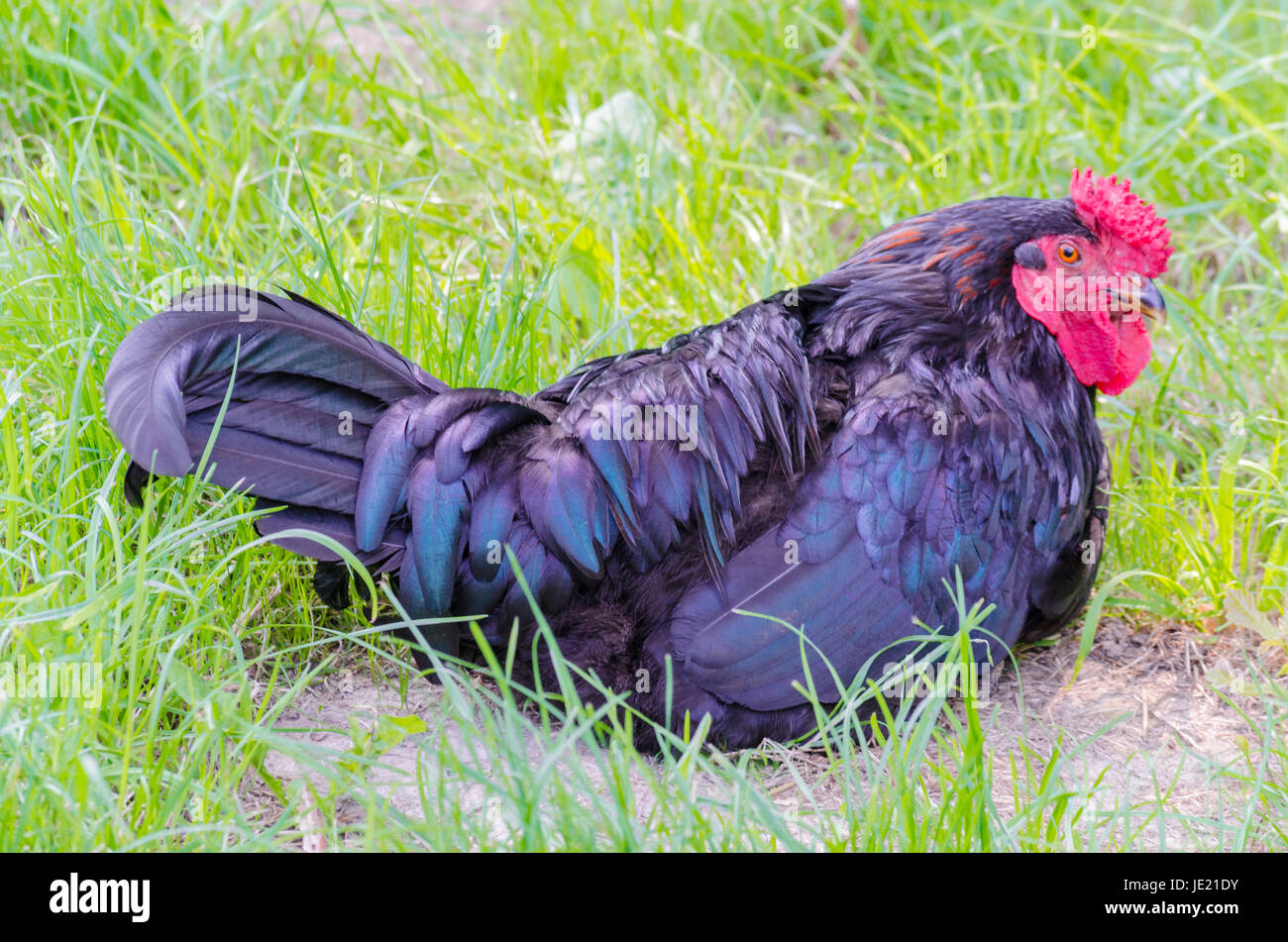 Huhn mit schwarzen Gefieder beim brüten. Foto Stock