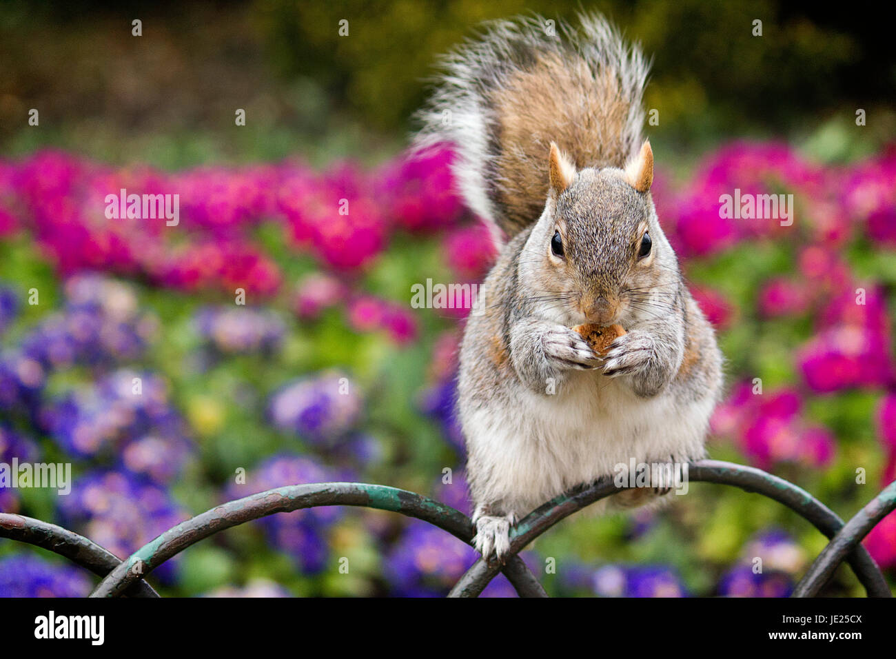 Lo Scoiattolo a mangiare cibo in Hyde Park di Londra, con una sfondi colorati di fiori. Foto Stock