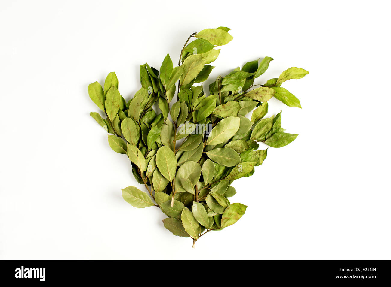 I rami di alloro foglie di alloro su sfondo bianco Foto Stock