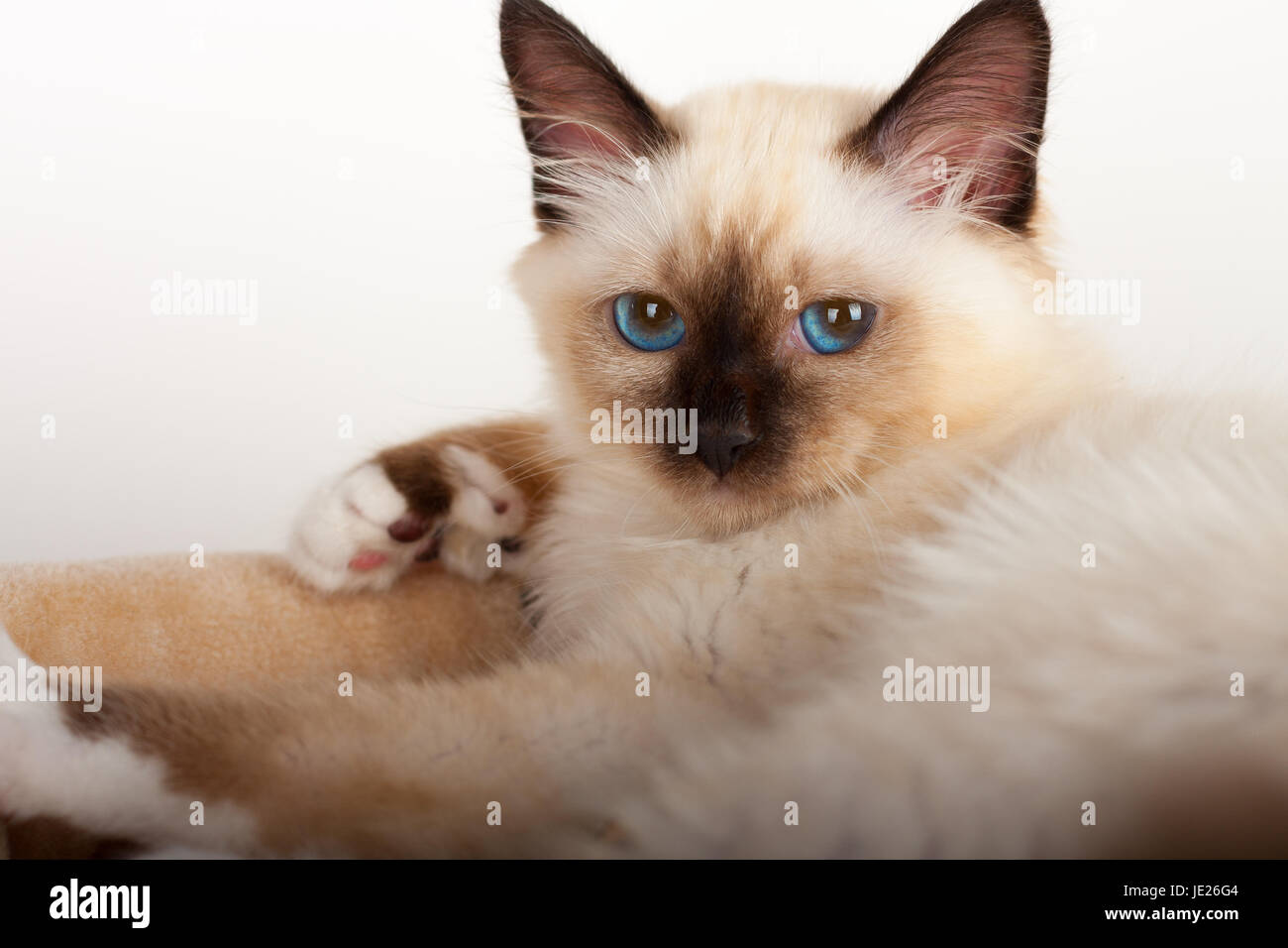 Un punto di tenuta birman cat, 4 mese vecchio cucciolo maschio con occhi blu Foto Stock