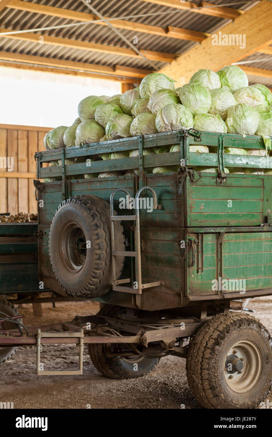 Frisch geerntete Kartoffeln und Kohl auf einem Anhänger in einer Scheune auf einem Bauernhof Foto Stock