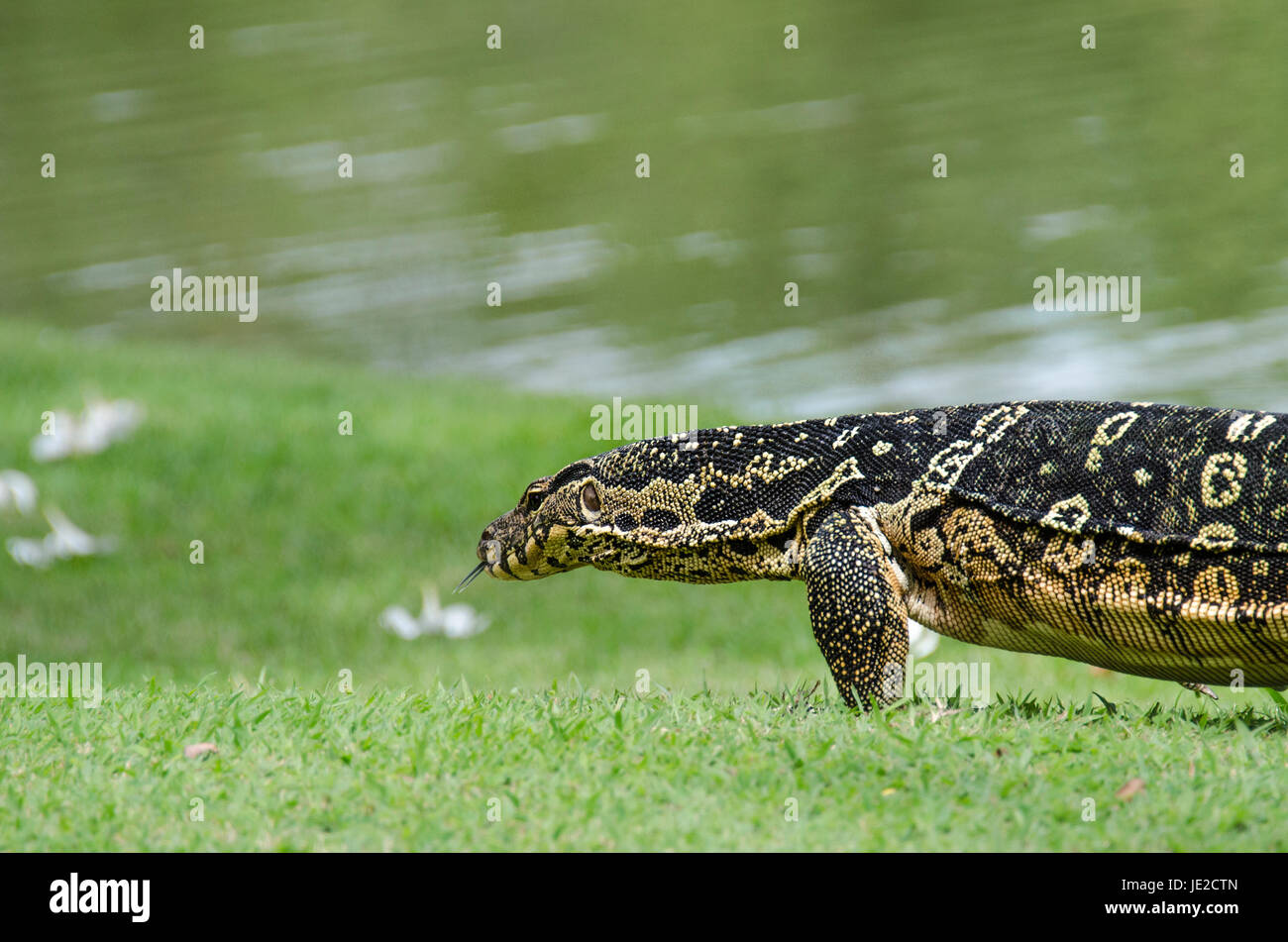 Asian monitor acqua (Varanus salvator) comunemente trovati in roaming libero nel parco pubblico Foto Stock