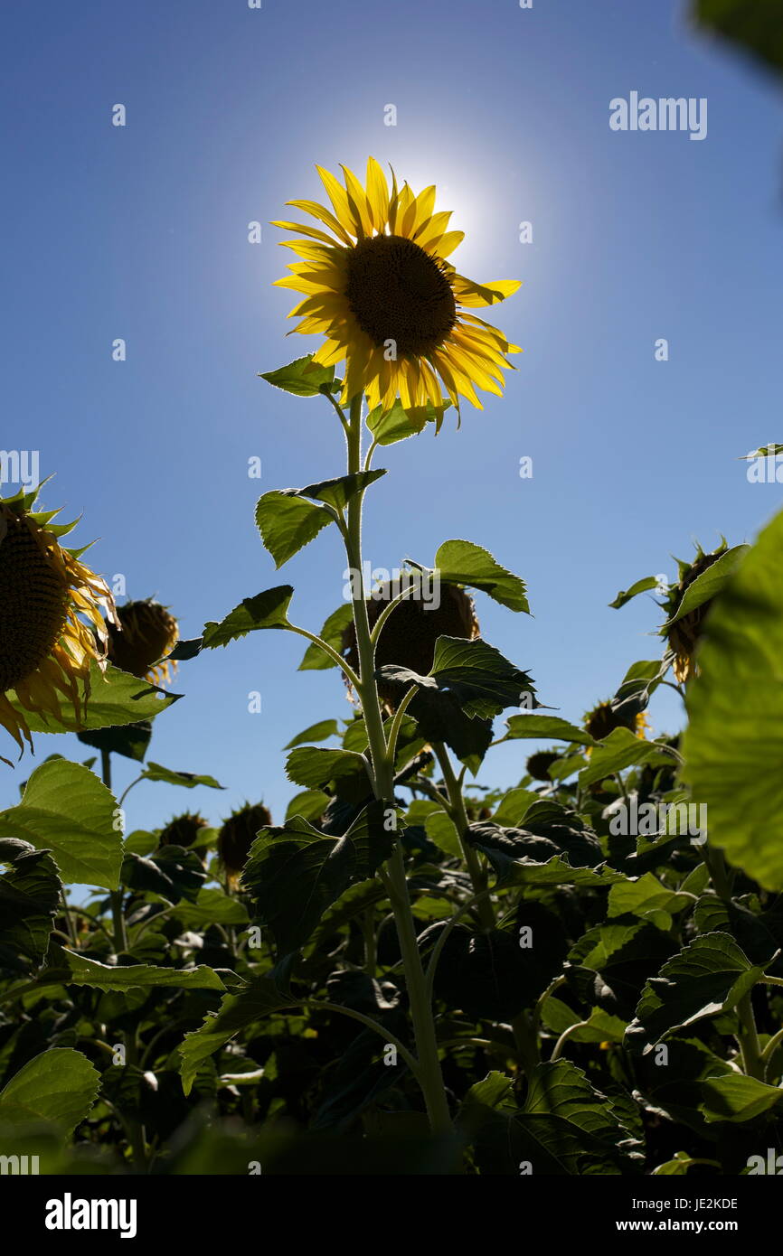 Girasole Foto Stock