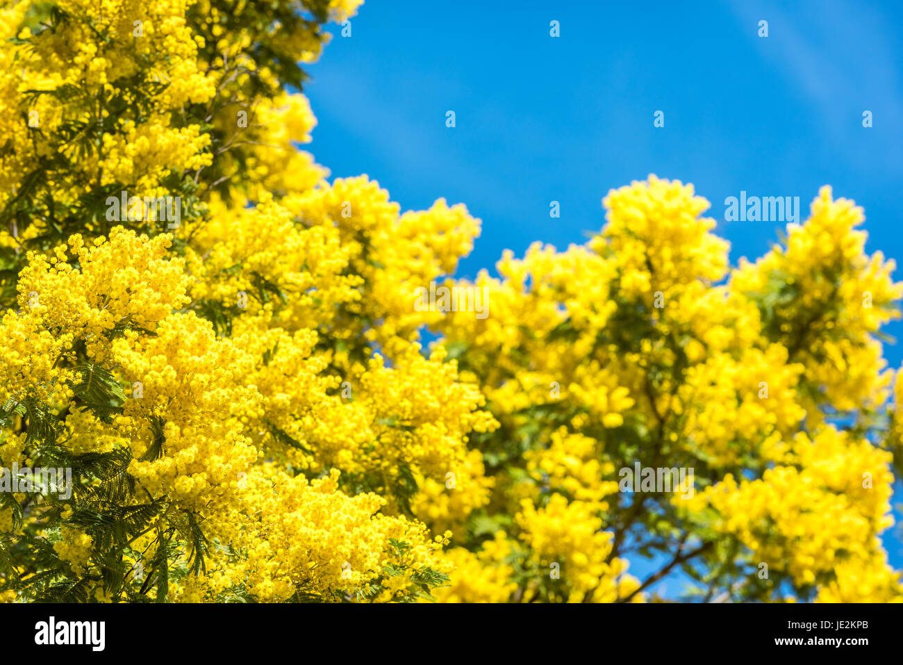 Fiore giallo di mimosa albero in primavera. Cielo blu come sfondo Foto Stock