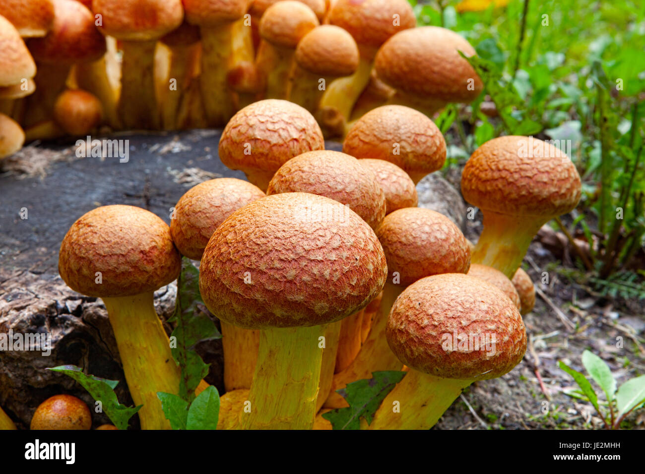 Vista ravvicinata di molti funghi Nameko su un ceppo di albero Foto Stock