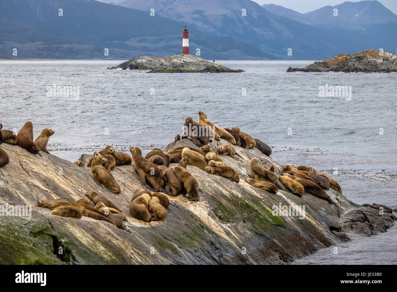 I leoni di mare isola e faro - Canale di Beagle, Ushuaia, Argentina Foto Stock
