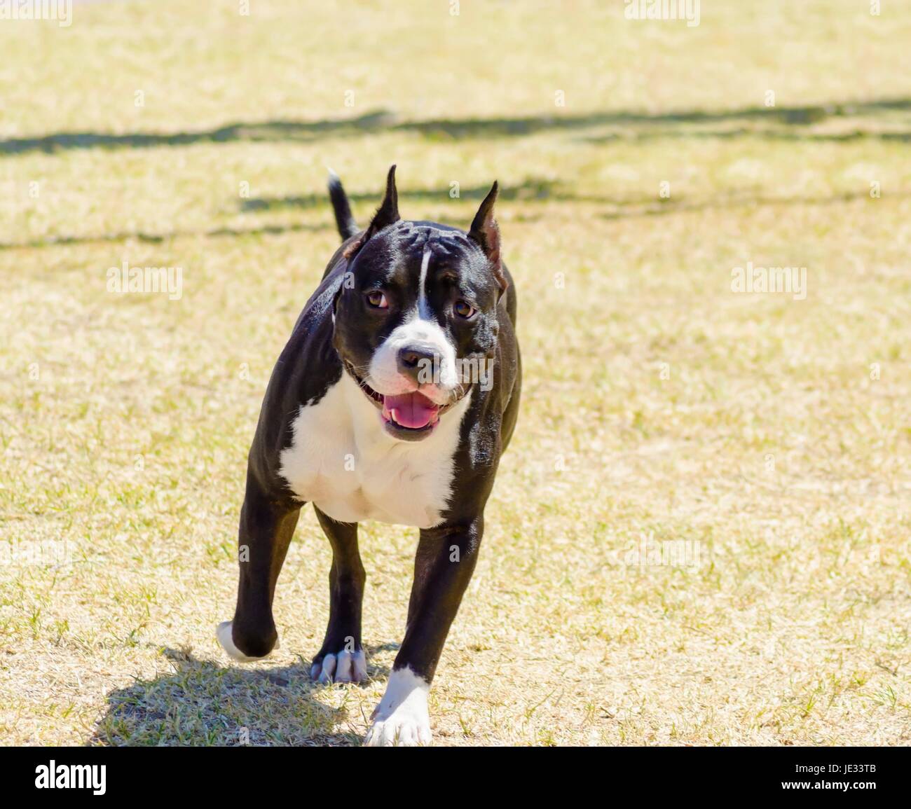 Un piccolo, belle, giovani, il nero e il bianco American Staffordshire Terrier passeggiate sull'erba cercando giocoso e allegro. Le sue orecchie sono ritagliate. Foto Stock
