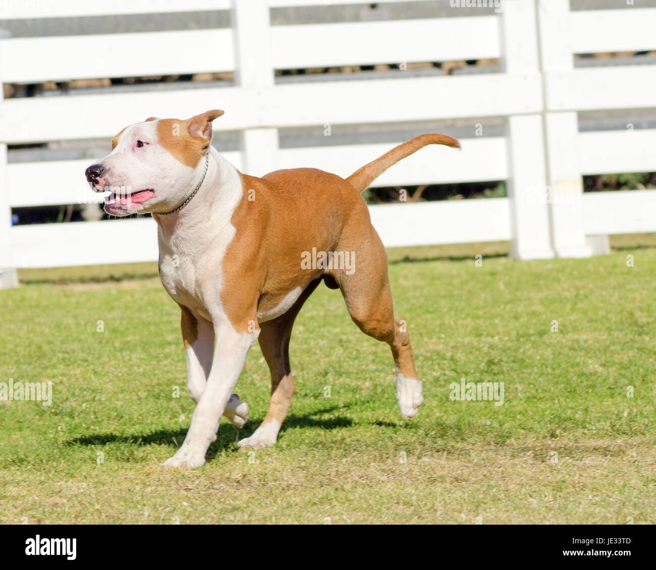 Un piccolo, belle, giovani, bianco e rosso sable American Staffordshire Terrier camminando sul prato mentre bloccato la lingua fuori e guardando giocoso e allegro. Le sue orecchie sono ritagliate. Foto Stock