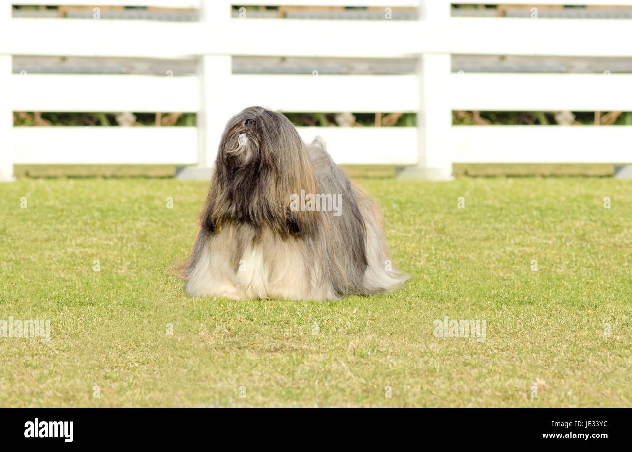 Un piccolo giovane di colore marrone chiaro, fulvo, beige, grigio e bianco Lhasa Apso cane con un lungo cappotto setosa in piedi sull'erba. I capelli lunghi e la barba Lasa cane ha pesanti dritto lungo cappotto e è un cane da compagnia. Foto Stock