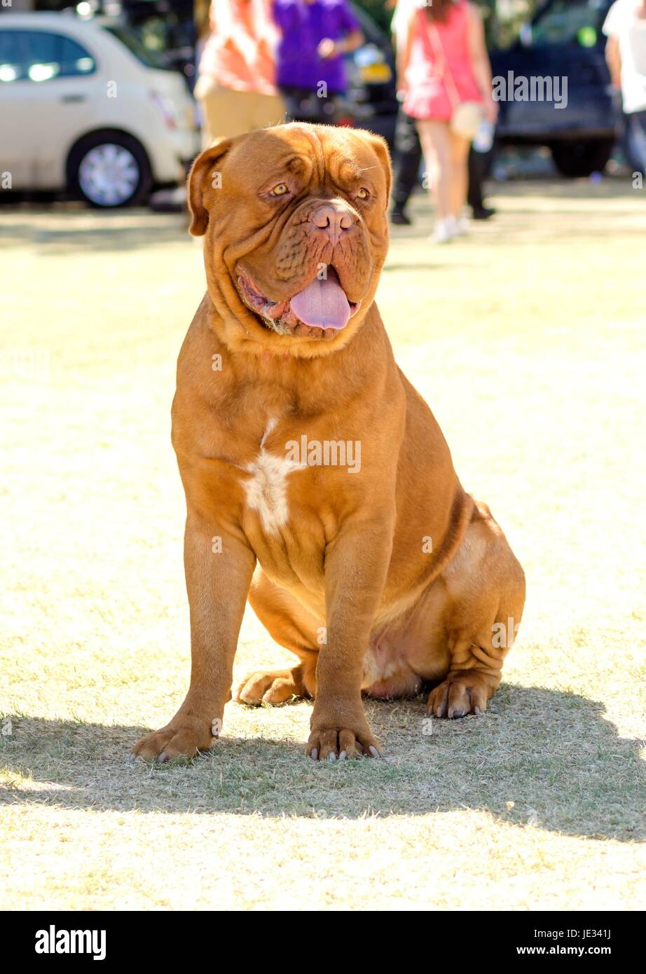 Una chiusura di una giovane e bella, marrone rossiccio, mogano, Dogue de Bordeaux, aka francese Mastiff cane, seduto sull'erba, caratteristico per la sua massiccia, testa pesante con rughe, muso corto e muscoloso. Foto Stock
