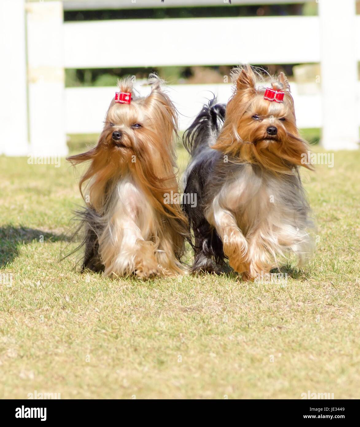 Una vista verticale di una coppia di piccoli di colore grigio e nero tan Yorkshire Terrier cane a camminare sull'erba, con la loro testa rivestire intrecciato. Il yorkie è un cane da compagnia con finitura lucida, fine, setoso e capelli dritti con rivestimento ipoallergenico. Foto Stock