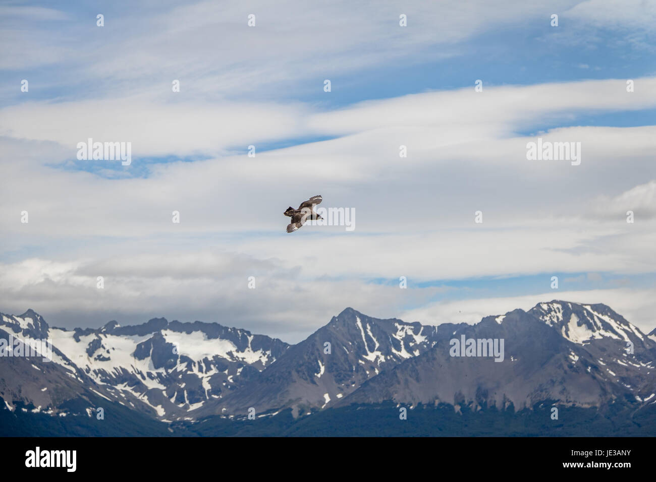 Skua cileno Bird volare sulle montagne nel Canale di Beagle - Ushuaia, Tierra del Fuego, Argentina Foto Stock