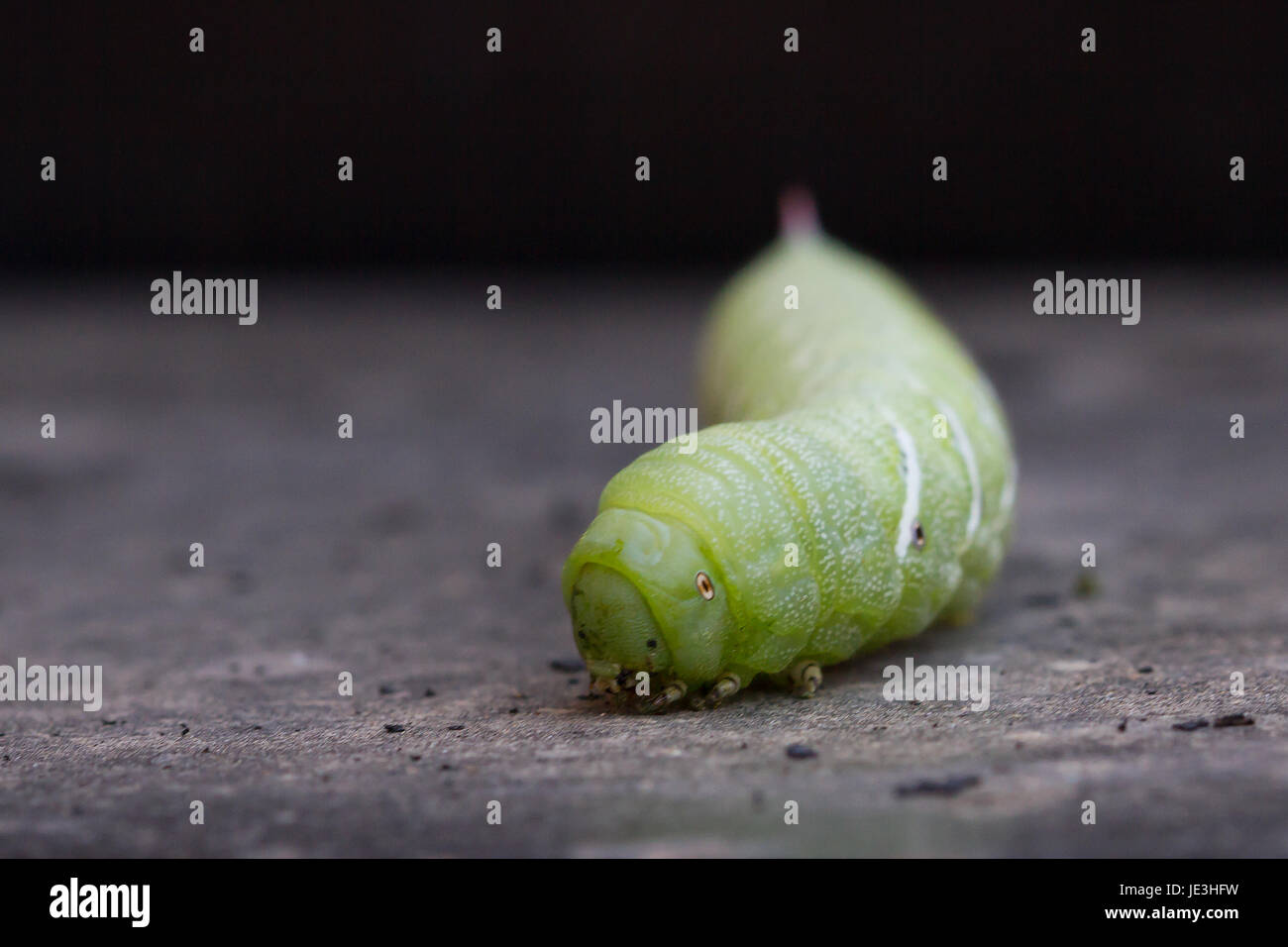 Macro di pomodoro hornworm Foto Stock