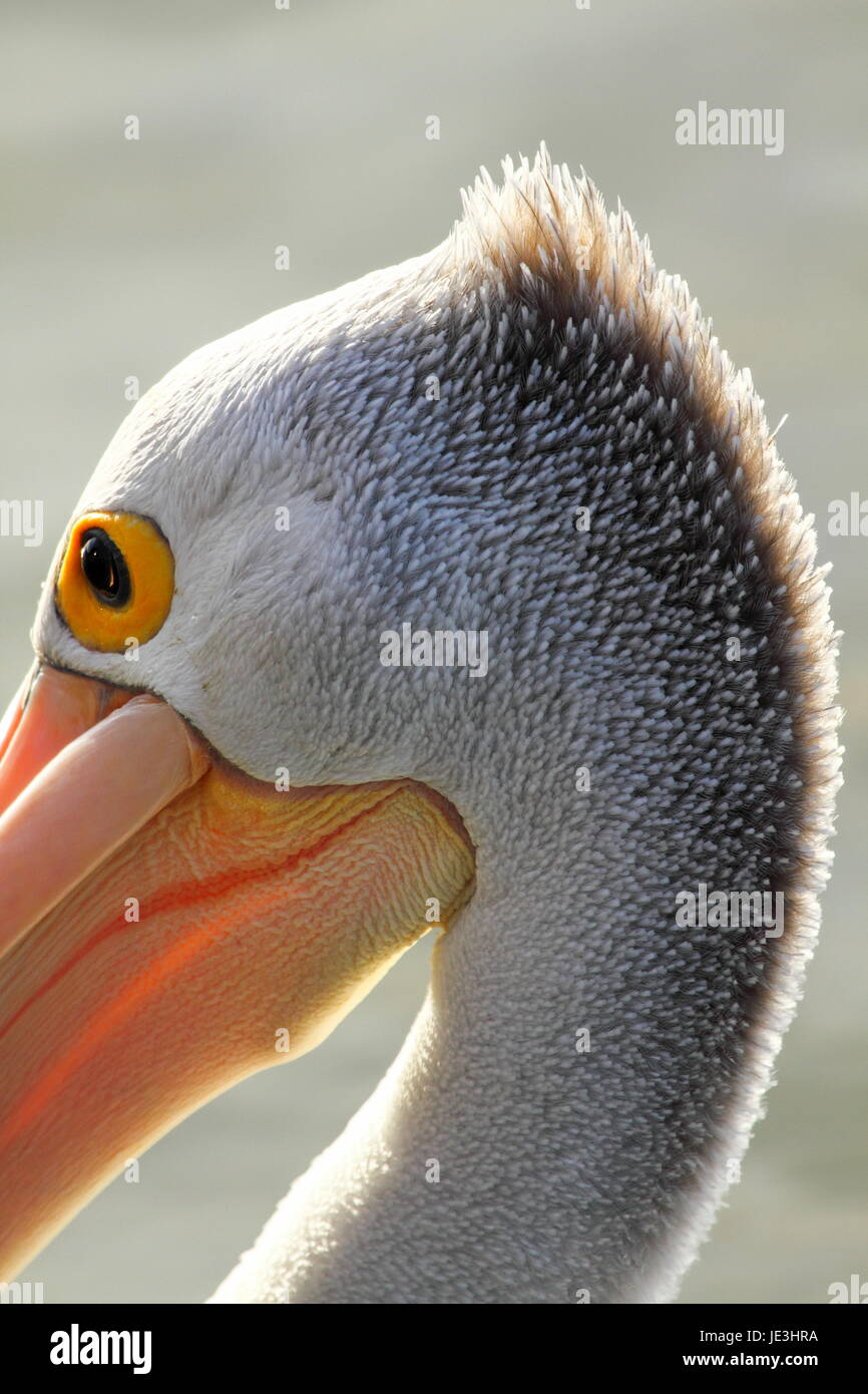 Australian pelican ritratto (Pelecanus conspicillatus). Foto Stock