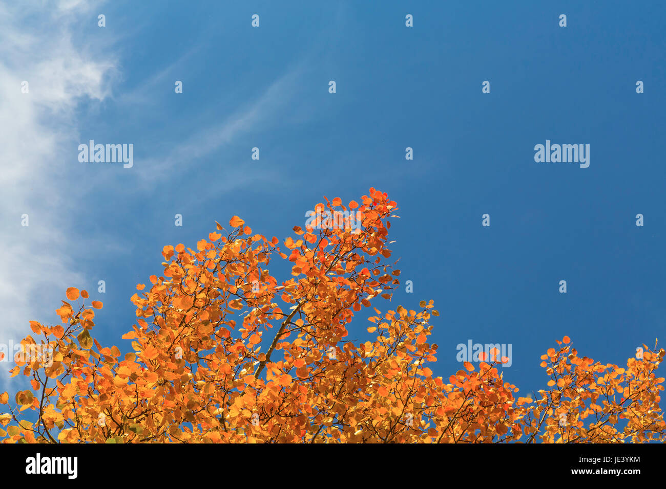 Orange verfärbte Blätter im Herbst Foto Stock