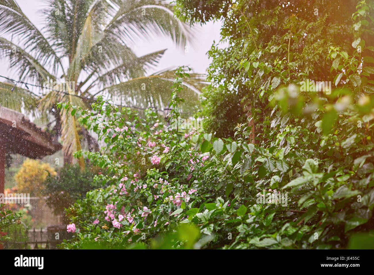 La stagione delle piogge in tropico del clima. Gocce di pioggia in giardino Foto Stock