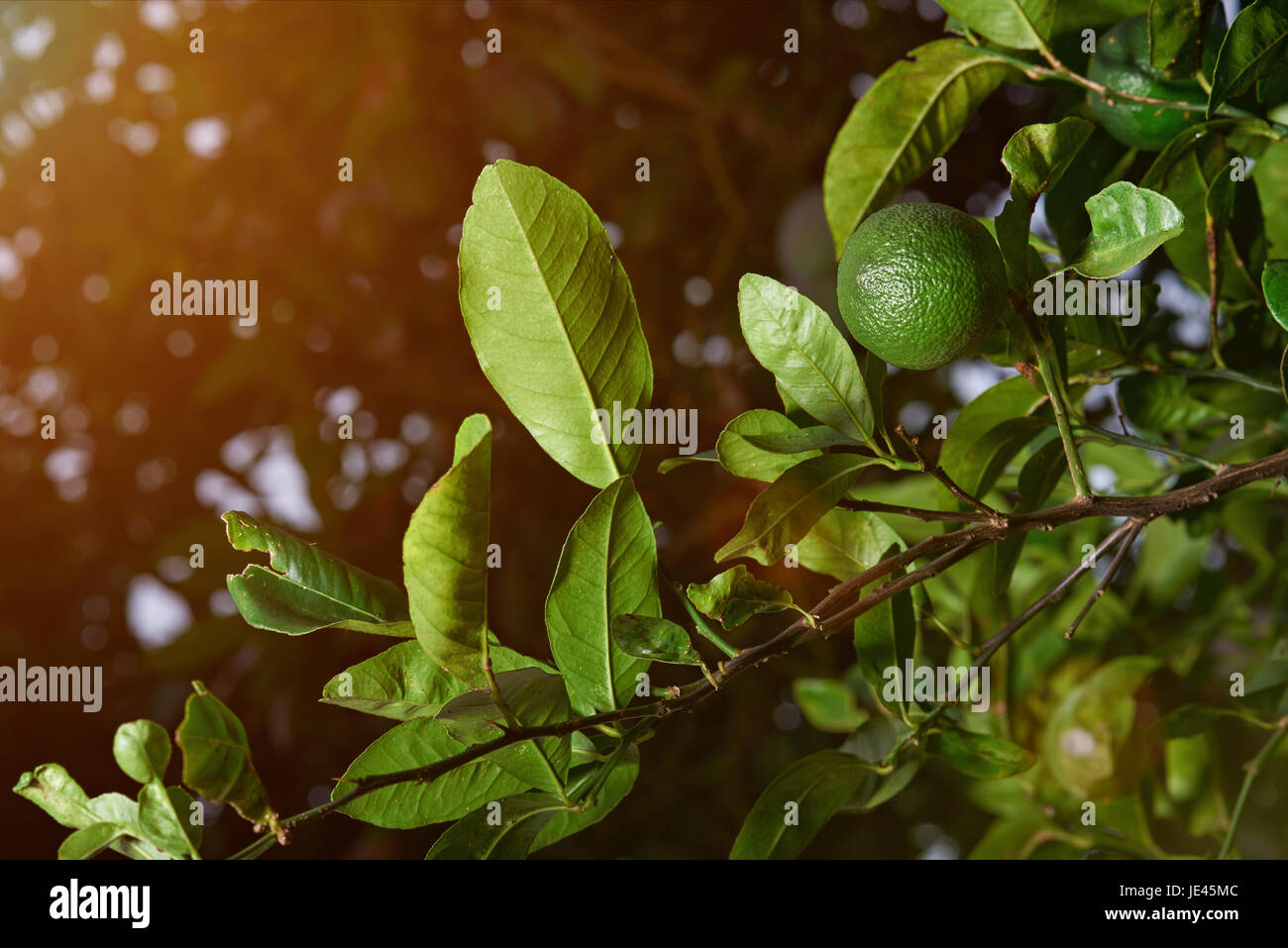 Ramo di calce con il limone su albero sfondo sfocato Foto Stock