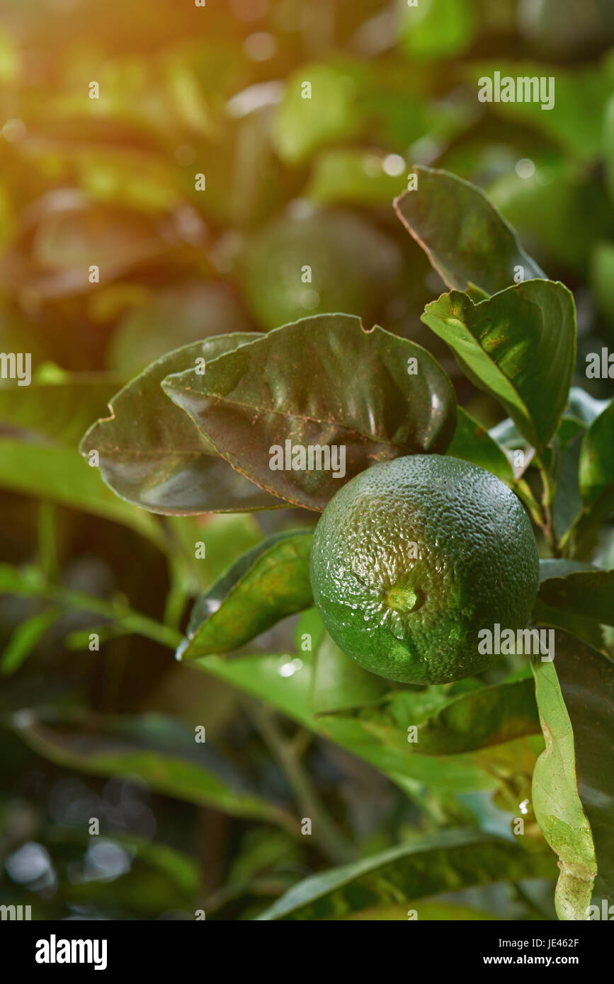 Verde Lime frutta albero su sfondo sfocato close-up Foto Stock