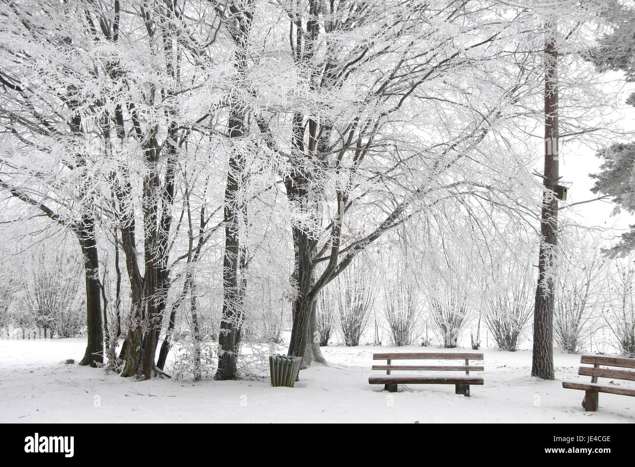 Verschneite Park im Winterwald bei Engenhahn im Taunus, Assia, Deutschland Foto Stock