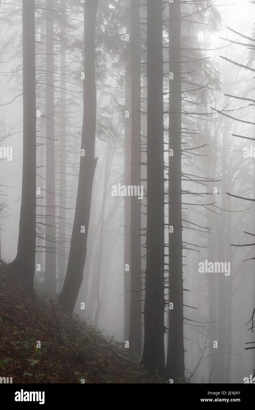 Gli alberi in una foresta di nebbia Foto Stock