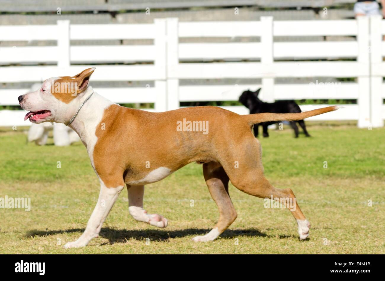 Un piccolo, belle, giovani, bianco e rosso sable American Staffordshire Terrier camminando sul prato mentre bloccato la lingua fuori e guardando giocoso e allegro. Le sue orecchie sono ritagliate. Foto Stock