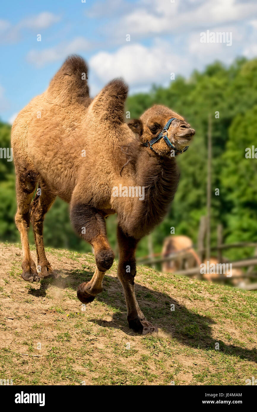 Camel in una radura Foto Stock