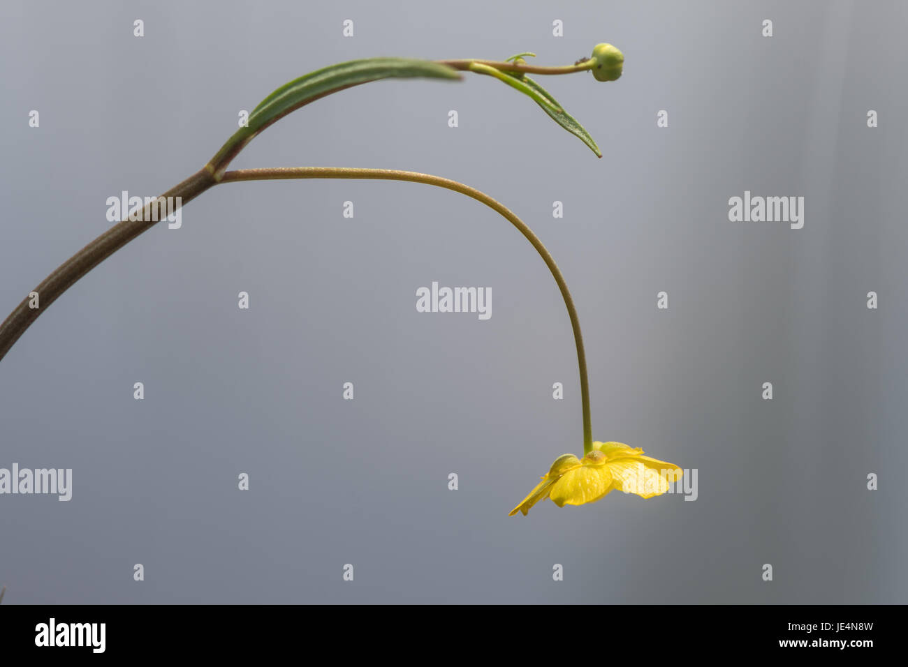 Minor Spearwort (Ranunculus flammula) in fiore. Fiore giallo di impianto il ranuncolo famiglia (Ranunculaceae), crescendo sul bordo di un lago Foto Stock