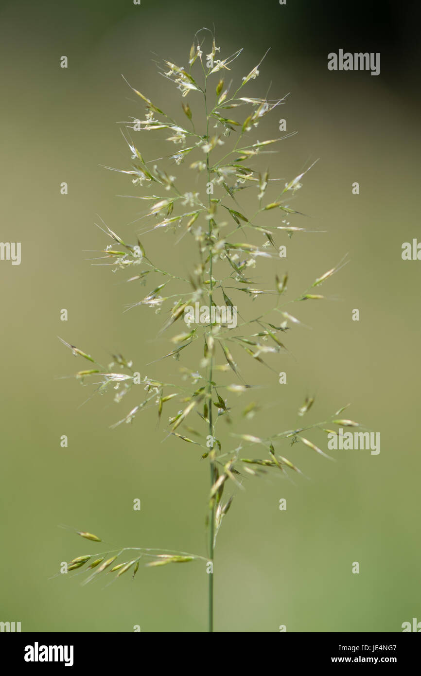 Giallo oat-erba (Trisetum flavescens) in fiore. Infiorescenza della pianta perenne nella famiglia Poaceae, cresce in prati inglesi Foto Stock